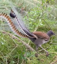 UN OISEAU QUI REPETE TOUS LES SONS