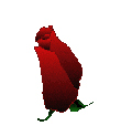roseouverteGIF.gif